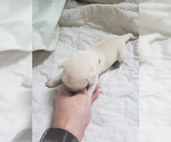 Medium Photo #29 Labrador Retriever Puppy For Sale in NEW LENOX, IL, USA