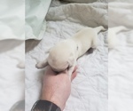 Small Photo #29 Labrador Retriever Puppy For Sale in NEW LENOX, IL, USA