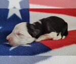 Small #5 Border Collie