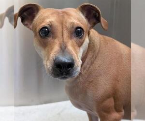 Chipin Dogs for adoption in Denver, CO, USA