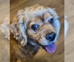 Small #3 Cocker Spaniel Mix