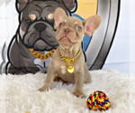 Small French Bulldog