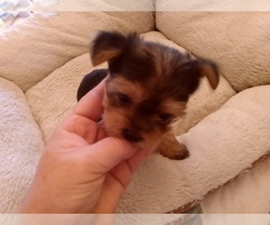 Yorkshire Terrier Puppy for sale in LE ROY, KS, USA