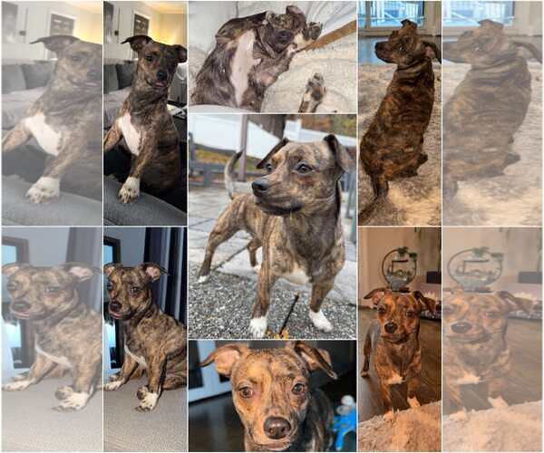 Medium Photo #5 Chiweenie Puppy For Sale in pomfret, CT, USA