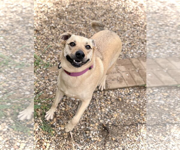 Medium Photo #3 Chihuahua-Unknown Mix Puppy For Sale in Estherville, IA, USA