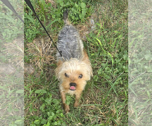 Teddy - Male Mutt Dog for Adoption - Photo #2