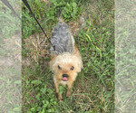 Small Photo #2 Mutt Puppy For Sale in Spring, TX, USA