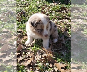 Australian Shepherd Puppy for sale in TYLER, TX, USA