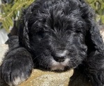 Small Photo #6 Bernedoodle Puppy For Sale in BOWLING GREEN, OH, USA