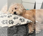 Small Photo #4 Mutt Puppy For Sale in Mission Viejo, CA, USA