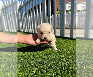 Maltipoo Puppy for sale in LAWNDALE, CA, USA
