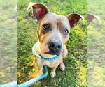 *DEUCE GORGON - Male Mutt Dog for Adoption - Small photo