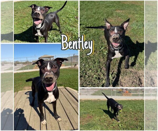 Medium Photo #1 American Staffordshire Terrier-Labrador Retriever Mix Puppy For Sale in Pierceton , IN, USA