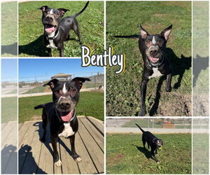 American Staffordshire Terrier-Labrador Retriever Mix Dogs for adoption in Pierceton , IN, USA