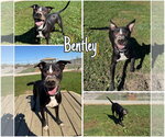 Bentley - Male American Staffordshire Terrier-Labrador Retriever Mix Dog for Adoption - Small photo