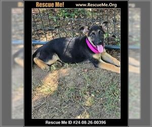 German Shepherd Dog Dogs for adoption in LOGANVILLE, GA, USA