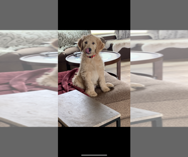 Medium Photo #77 Goldendoodle Puppy For Sale in RATHDRUM, ID, USA