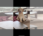 Small Photo #77 Goldendoodle Puppy For Sale in RATHDRUM, ID, USA