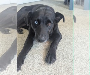 Aussiedor Dogs for adoption in Mechanicsburg, PA, USA