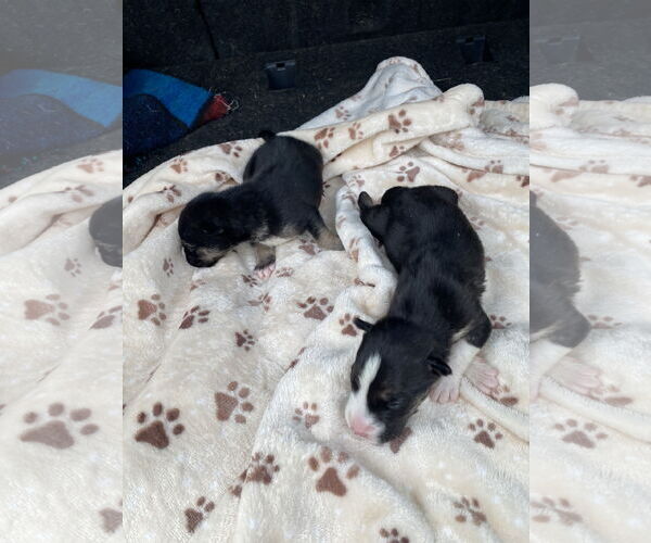 Medium Photo #8 Alaskan Malamute-American Staffordshire Terrier Mix Puppy For Sale in Spotsylvania, VA, USA