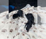 Small #7 Alaskan Malamute-American Staffordshire Terrier Mix
