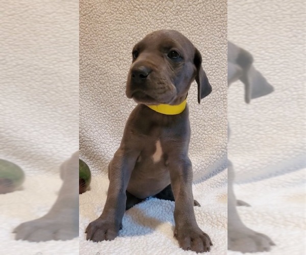 Medium Photo #1 Great Dane Puppy For Sale in STANFIELD, NC, USA