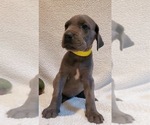 Small Photo #1 Great Dane Puppy For Sale in STANFIELD, NC, USA