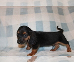 Small #10 Dachshund