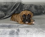 Small Photo #3 Boxer Puppy For Sale in WEST COLUMBIA, SC, USA