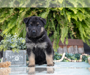 Medium German Shepherd Dog