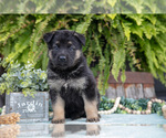 Puppy Arya German Shepherd Dog