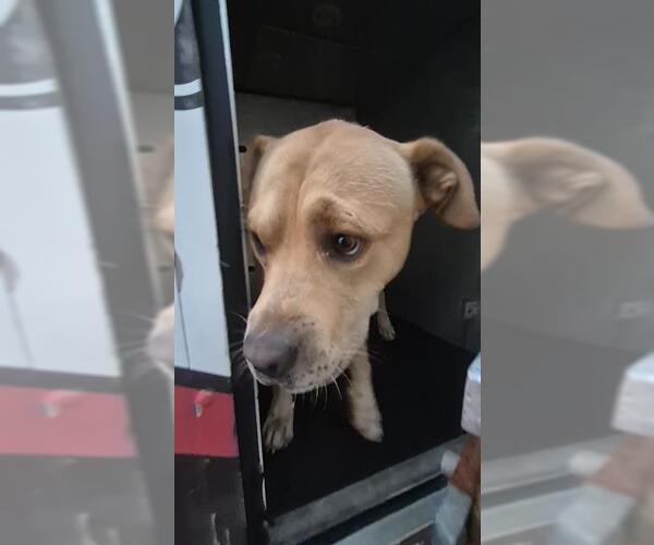 Medium Photo #1 American Staffordshire Terrier-Unknown Mix Puppy For Sale in San Antonio, TX, USA