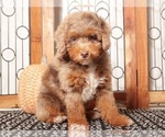 Small #3 Aussiedoodle