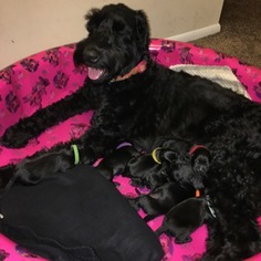 Schnauzer (Giant) Puppy for sale in GREENVILLE, SC, USA