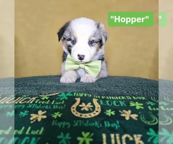 Medium Photo #1 Australian Shepherd Puppy For Sale in PHOENIX, AZ, USA