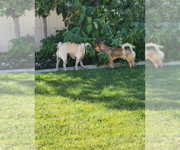 Medium Photo #4 Chihuahua-Unknown Mix Puppy For Sale in San Bernardino , CA, USA