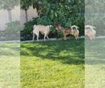 Small #3 Chihuahua Mix