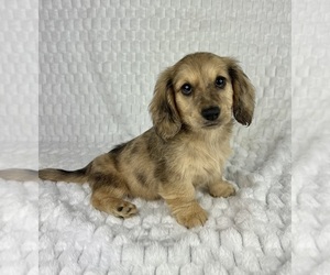 Dachshund Puppy for sale in FRANKLIN, IN, USA