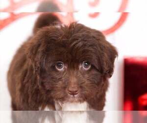 Pom-A-Poo Puppy for sale in BEL AIR, MD, USA