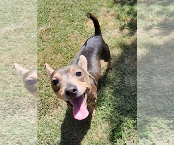Medium Photo #3 Dachshund-Unknown Mix Puppy For Sale in Alexander, AR, USA