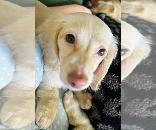 Medium Photo #1 Dachshund Puppy For Sale in BILOXI, MS, USA