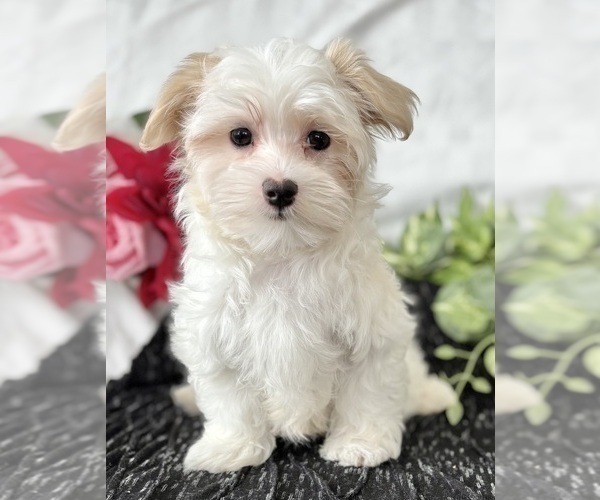 Medium Photo #7 Maltese Puppy For Sale in ROCK STREAM, NY, USA