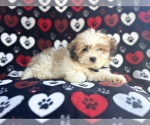 Zuchon Puppy for sale in LAKELAND, FL, USA