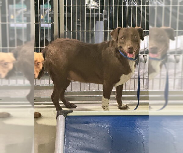 Medium Photo #1 Labrador Retriever Puppy For Sale in Bakersfield, CA, USA