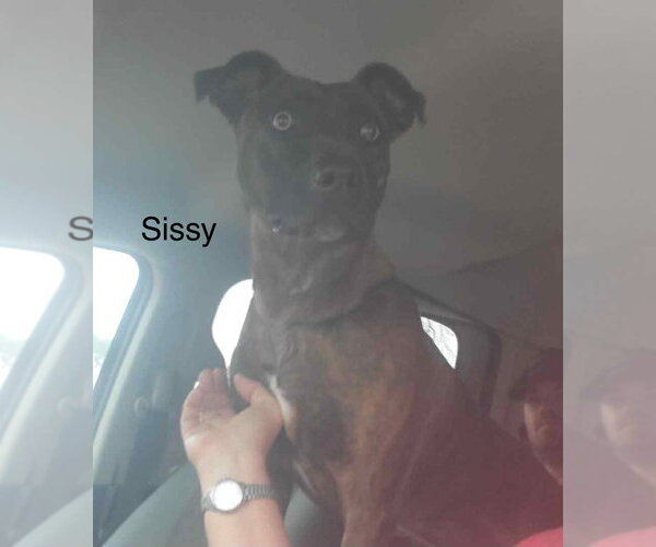 Medium Photo #6 Labrador Retriever-Unknown Mix Puppy For Sale in Farmerville, LA, USA