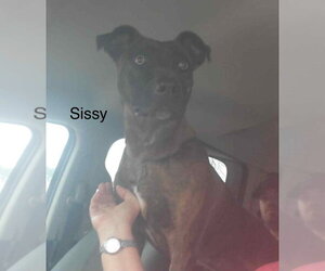 Sissy - Female Labrador Retriever-Unknown Mix Dog for Adoption - Photo #6