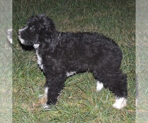 Sheltidoodle Puppy for sale in SHIPPENSBURG, PA, USA