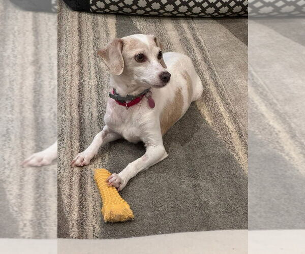 Medium Photo #11 Chiweenie Puppy For Sale in Brewster, NY, USA