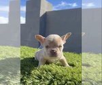 Small Photo #27 French Bulldog Puppy For Sale in PALMDALE, CA, USA