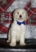 Small Photo #2 Goldendoodle Puppy For Sale in LAKELAND, FL, USA